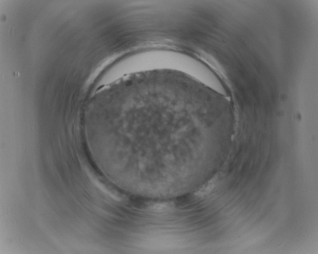 X0000075900155200610062126