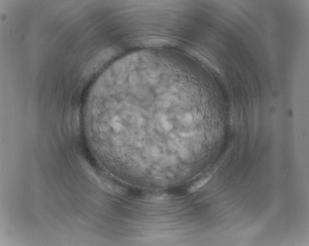 X0000075900206200610062126