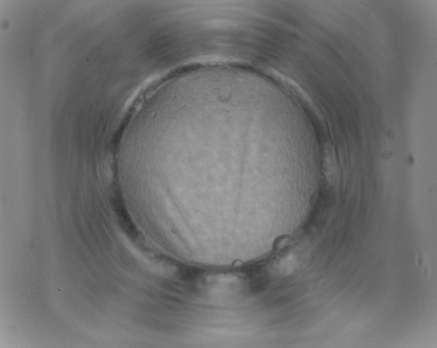 X0000075900208200610062126