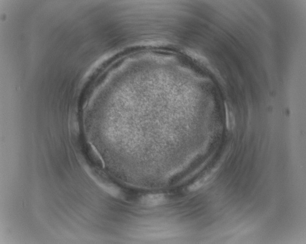 X0000075900252200610062125