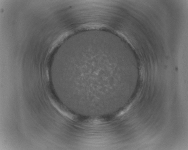 X0000075900254200610062125