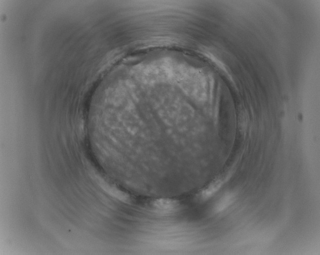 X0000075900261200610062125