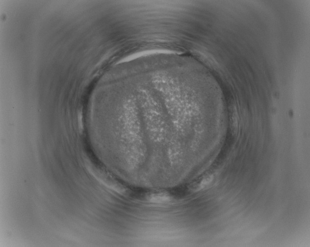 X0000075900262200610062125