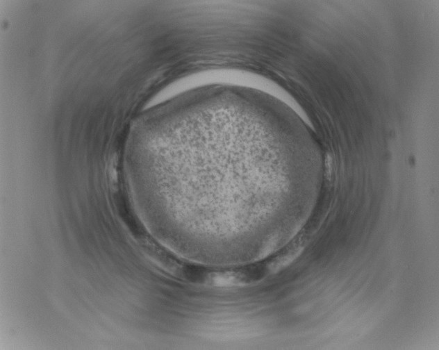 X0000075900264200610062125