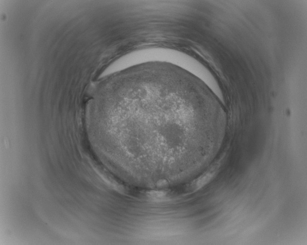 X0000075900265200610062125