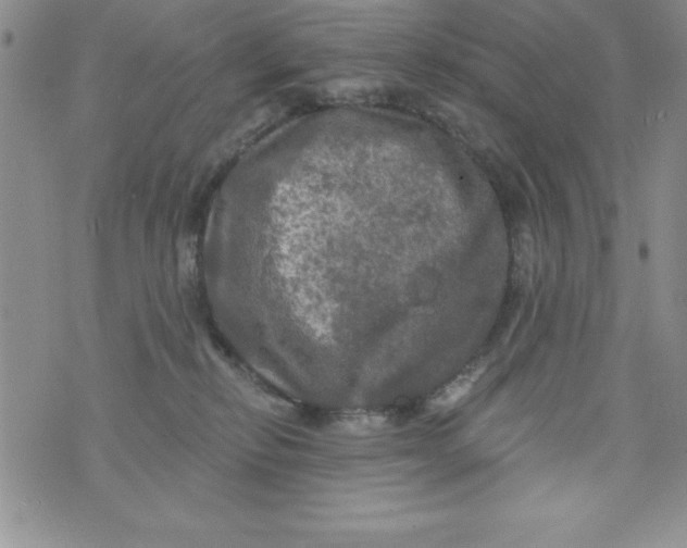 X0000075900278200610062125