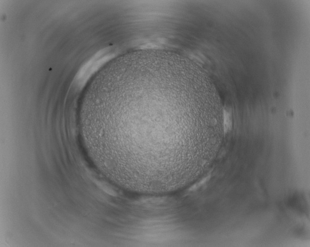 X0000075900291200610062125