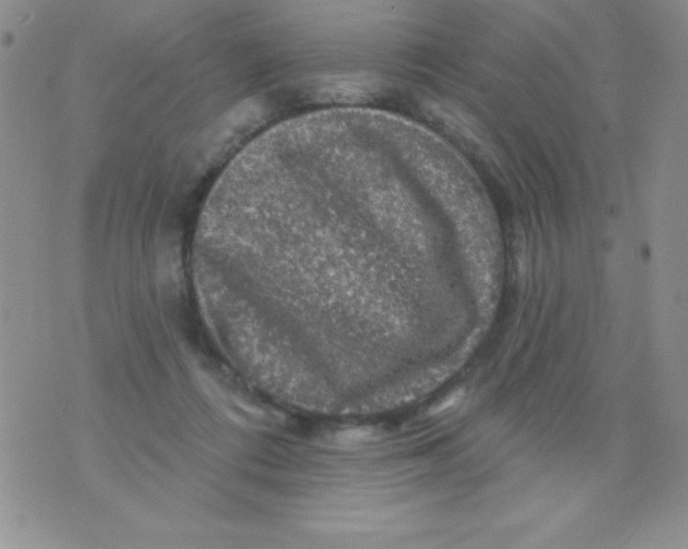 X0000075900312200610062124