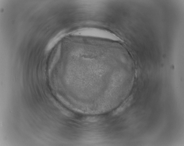 X0000075900341200610062123