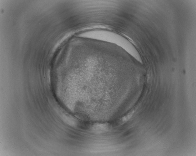 X0000075900350200610062123