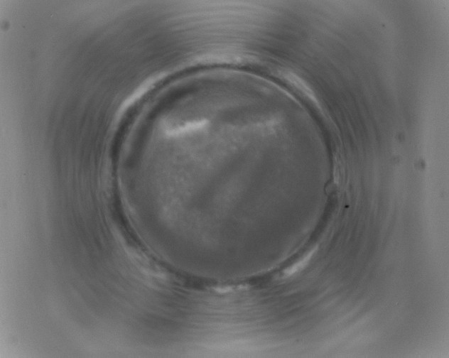 X0000075900388200610062123