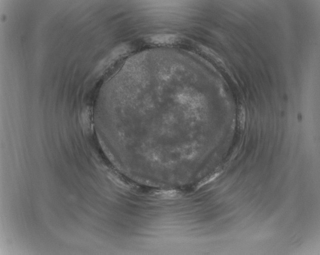 X0000075900428200610062122