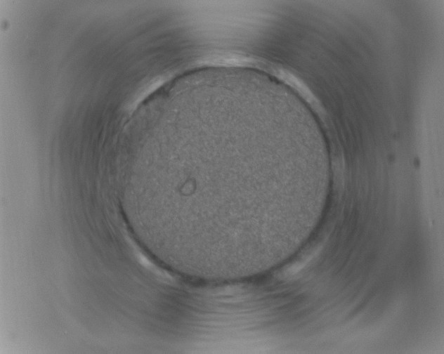 X0000075900433200610062121