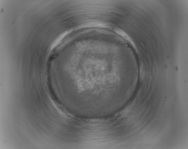 X0000075900436200610062122