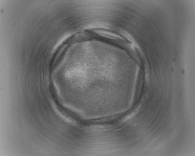 X0000075900530200610062120