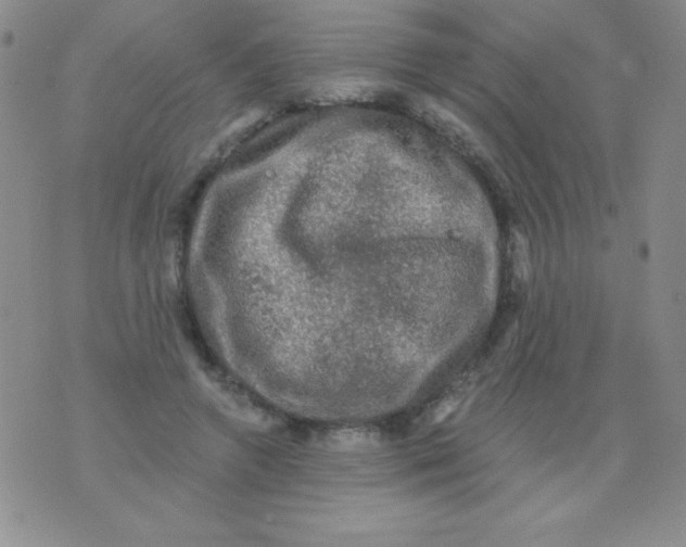 X0000075900546200610062120