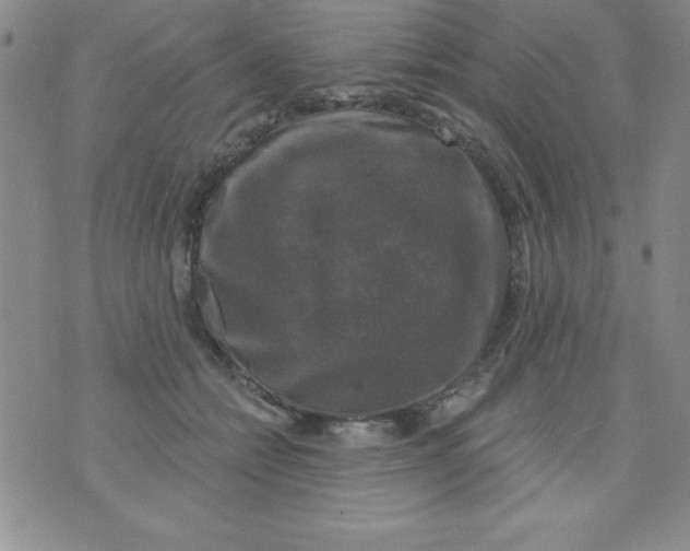 X0000075900558200610062120