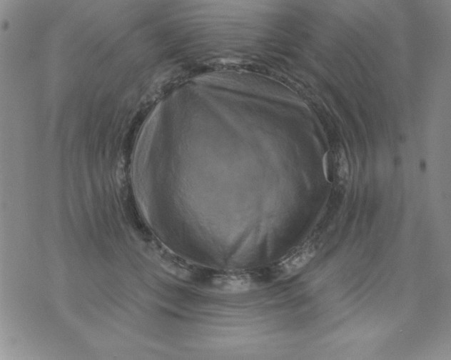 X0000075900559200610062120