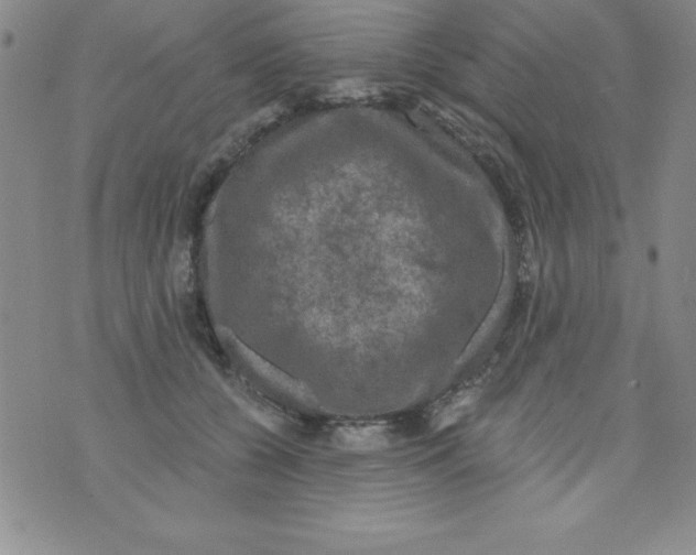 X0000075900560200610062120