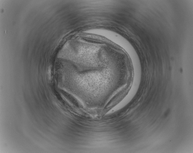 X0000075900600200610062120