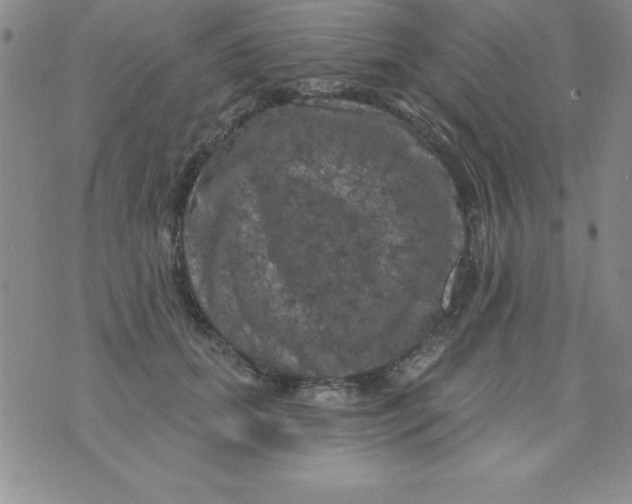 X0000075900655200610062119