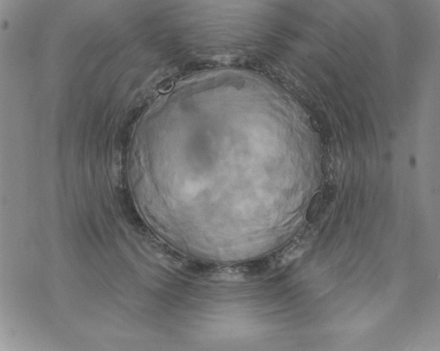 X0000075900656200610062119