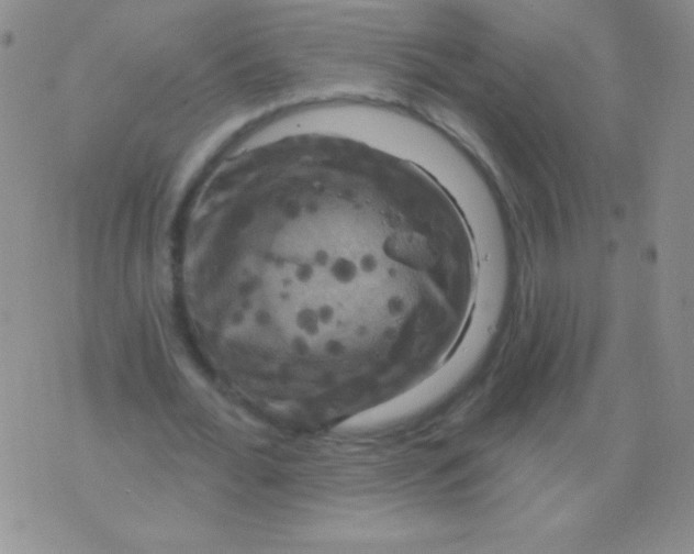 X0000075900676200610062118