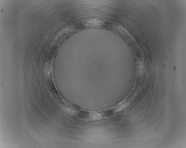 X0000075900701200610062118