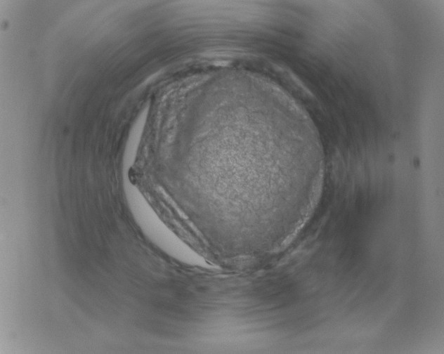 X0000075900821200610062115