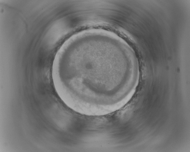 X0000075900824200610062115