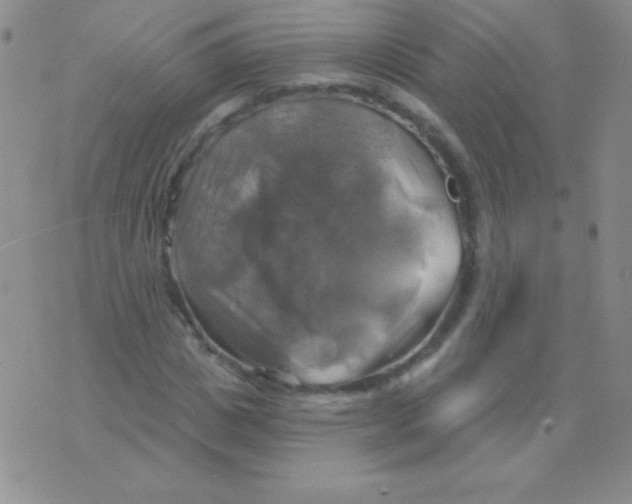 X0000075900825200610062115