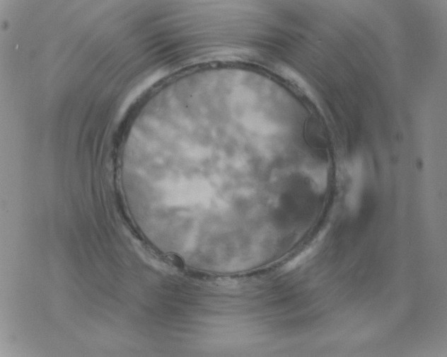 X0000075900827200610062115