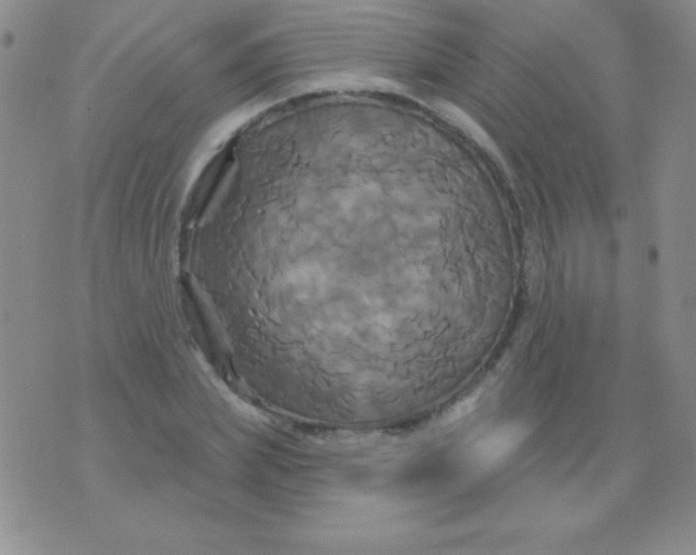 X0000075900831200610062115