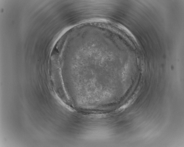 X0000075900860200610062116