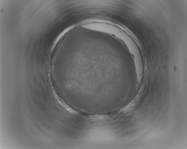 X0000075900862200610062116