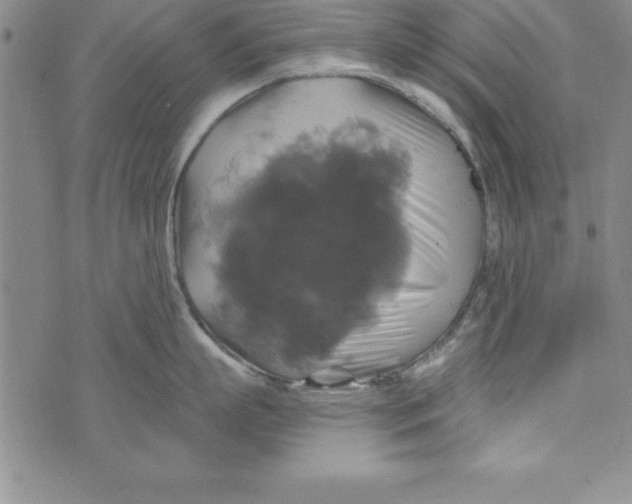 X0000075900863200610062116