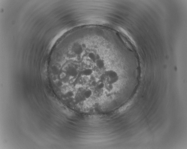 X0000075900875200610062115