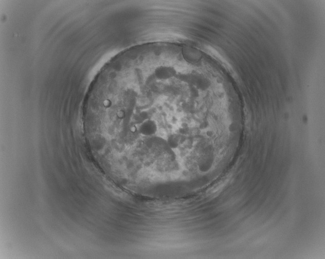 X0000075900883200610062115