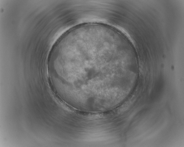 X0000075900887200610062115