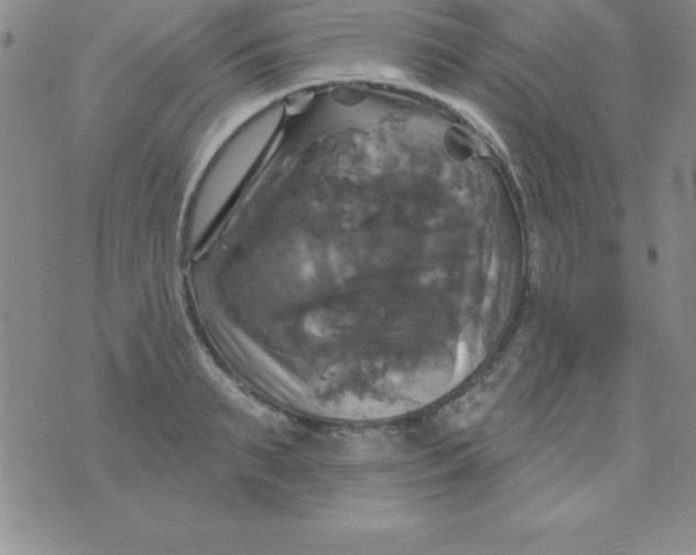 X0000075900895200610062115