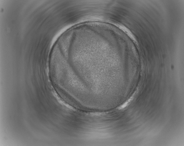 X0000075900904200610062115