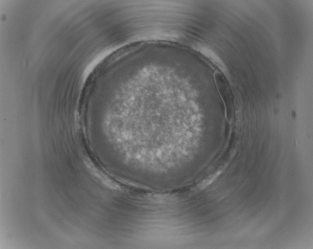 X0000075900928200610062114