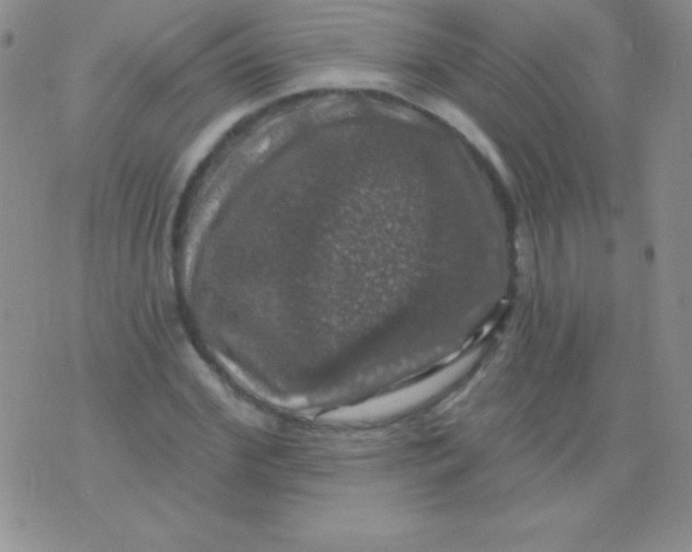 X0000075900972200610062113