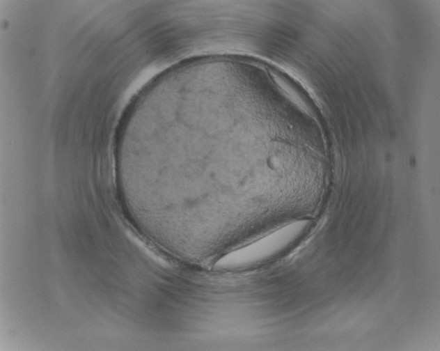 X0000075900982200610062113