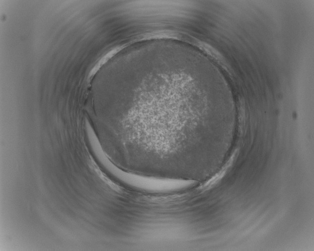 X0000075900985200610062113