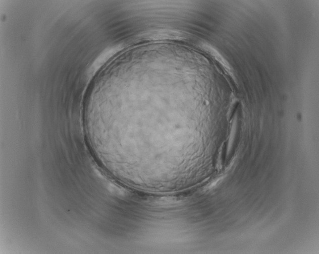 X0000075900986200610062113