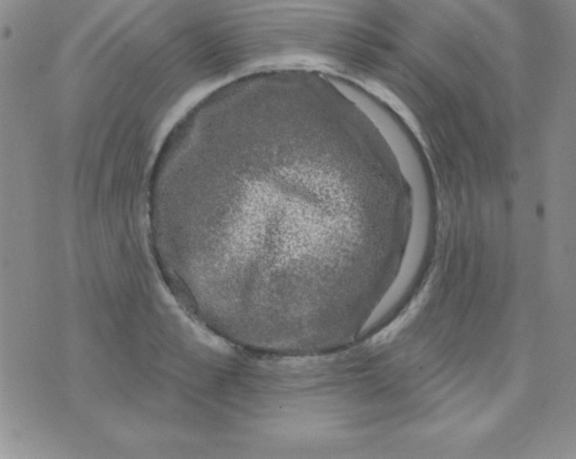 X0000075900989200610062113