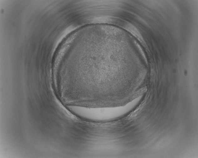 X0000075900992200610062113