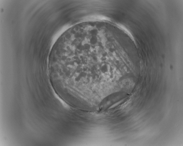 X0000075901103200610062111