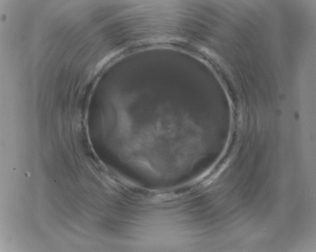 X0000075901161200610062110